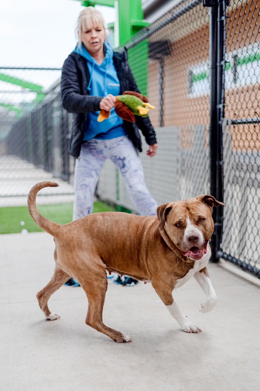 humanesocietygallery6 Animal Shelter, Sheboygan County Architects